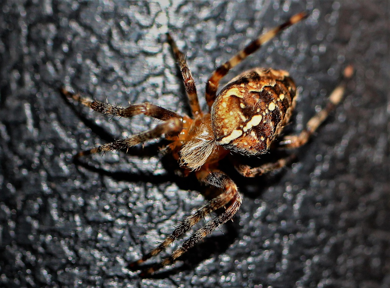 Pest Control in Homes - Health and Safety Implications